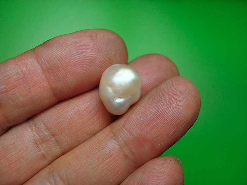 pearl skulls by shinki nakaba (13)