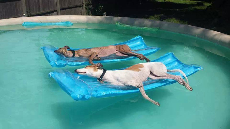 retired greyhounds up for adoption atlanta Picture of the Day: Athletes in Retirement