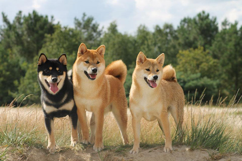 Picture of the Day: Just Three Shiba Inus Looking Perfect