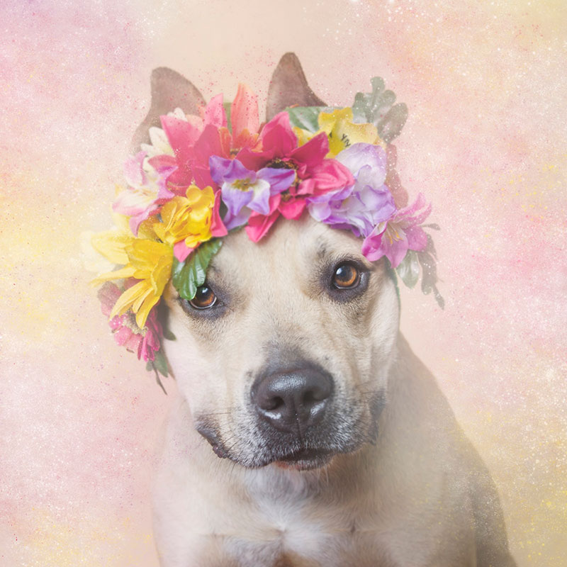 valentino Flower Power: Adorable Portraits of Pit Bulls Waiting to Be Adopted