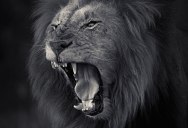 Photographer Captures Ferocity of a Lion’s Roar