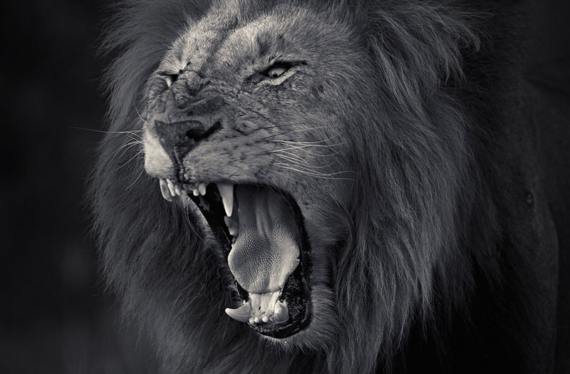 Photographer Captures Ferocity of a Lion's Roar