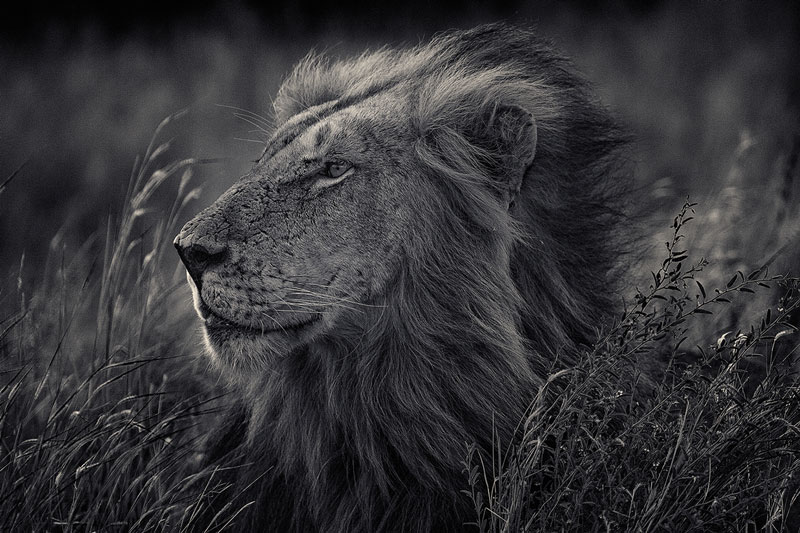 black and white animal portraits by antti viitala (2)
