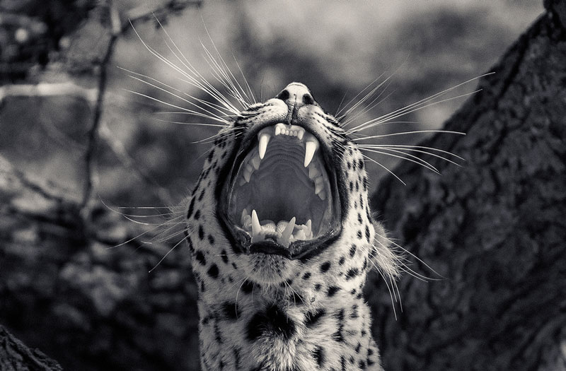 Photographer Captures Ferocity of a Lion’s Roar » TwistedSifter