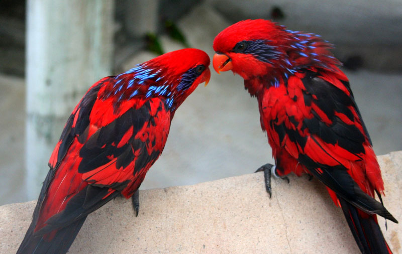 Picture of the Day: Blue-Streaked Lories
