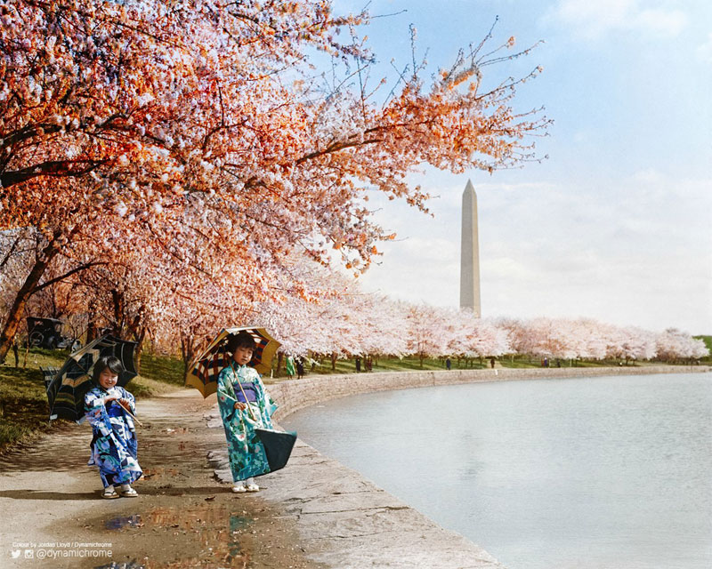 Picture of the Day Cherry Blossoms, Washington DC, 1925 » TwistedSifter