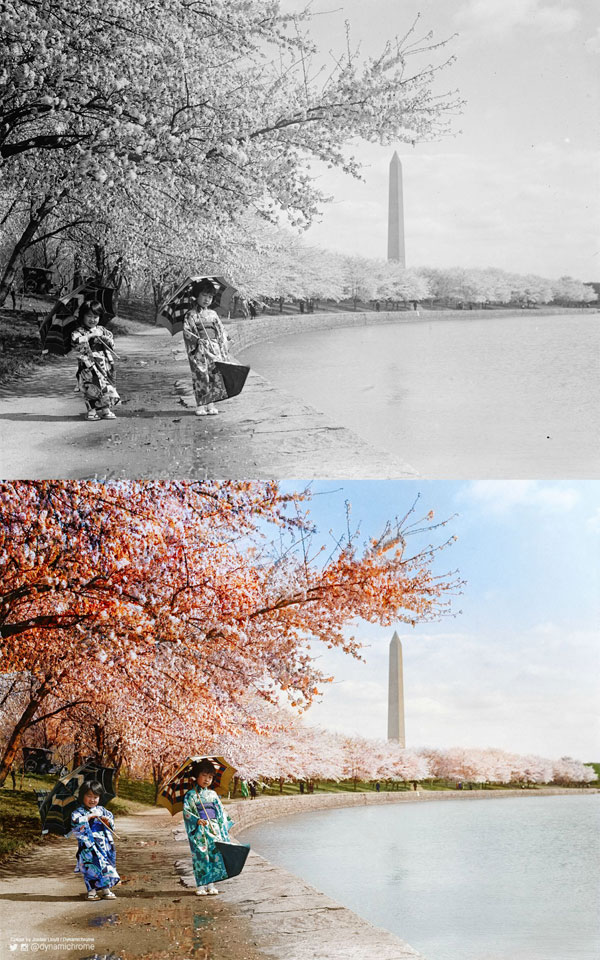 Cherry Blossoms, Washington DC, 1925 colorized by dynamichrome (2)