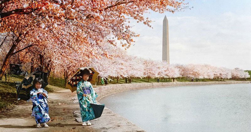 Picture of the Day: Cherry Blossoms, Washington DC, 1925