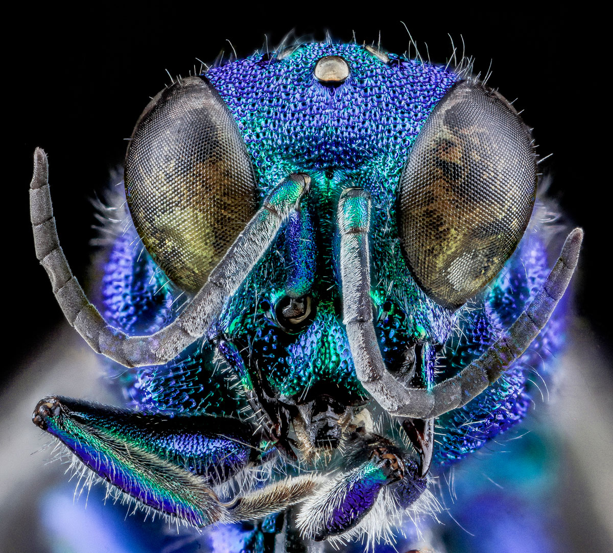 25 of the Best CloseUps of Insect Eyes You Will See » TwistedSifter