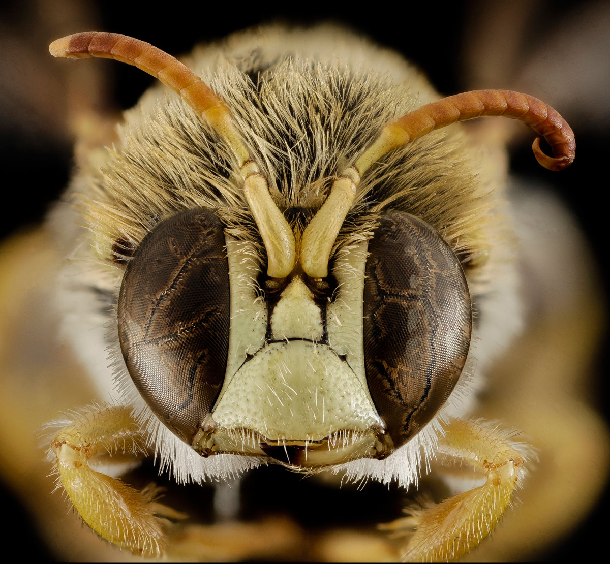 Close-Ups of Insect Eyes by usgs biml (10)