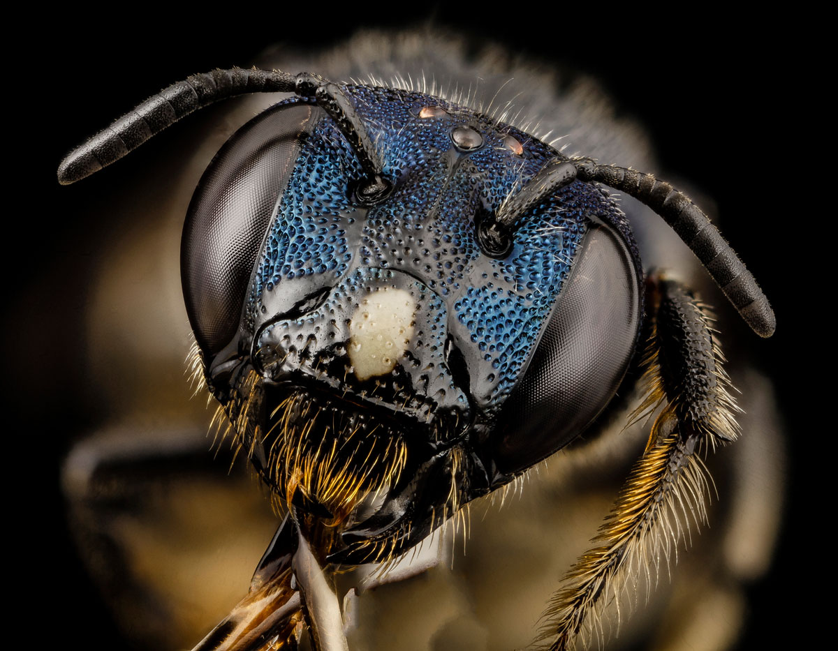Close-Ups of Insect Eyes by usgs biml (14)