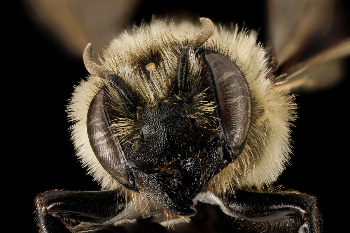 Close-Ups of Insect Eyes by usgs biml (22)