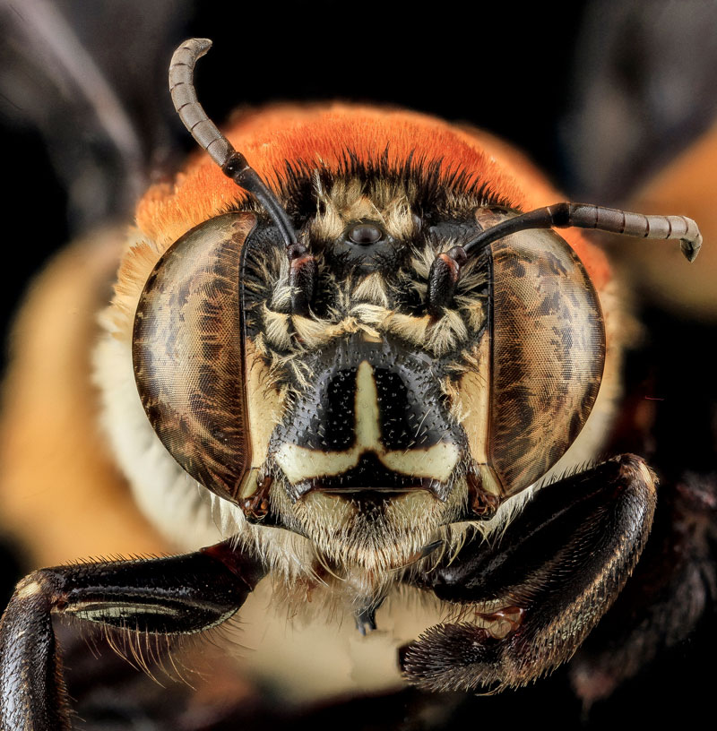 25 of the Best Close-Ups of Insect Eyes You Will See
