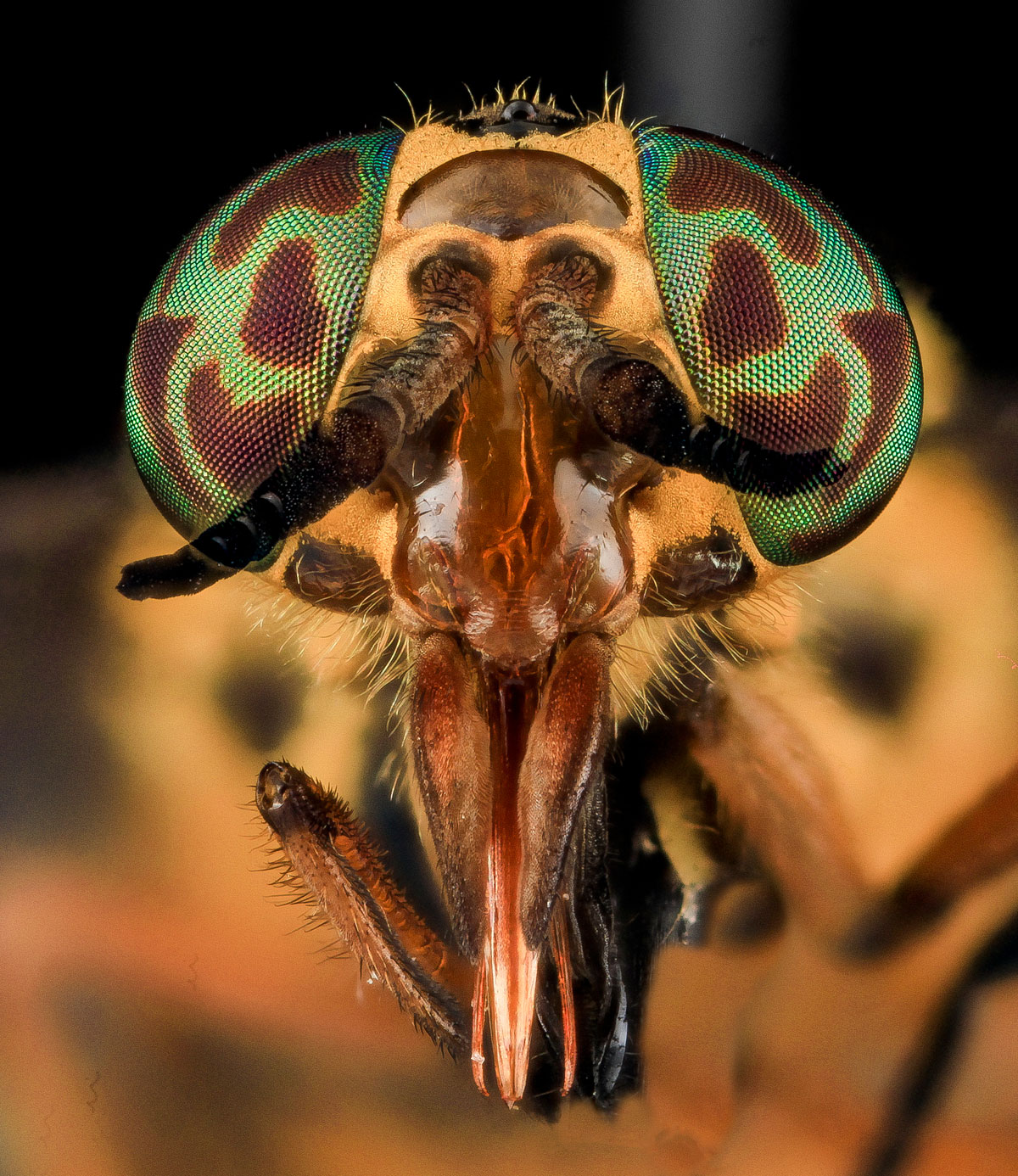 Close-Ups of Insect Eyes by usgs biml (4)