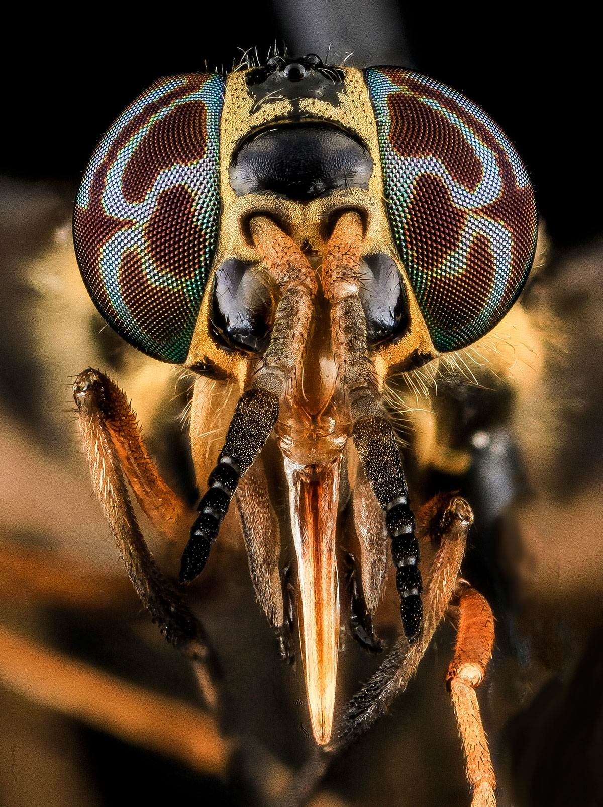 Close-Ups of Insect Eyes by usgs biml (5)