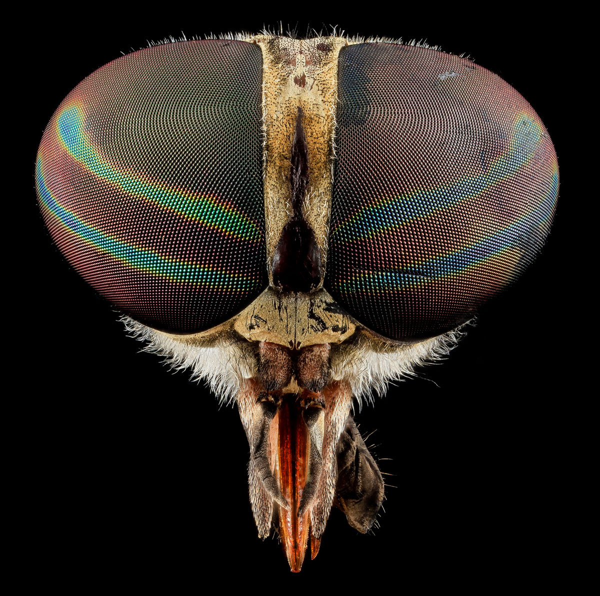 Close-Ups of Insect Eyes by usgs biml (6)