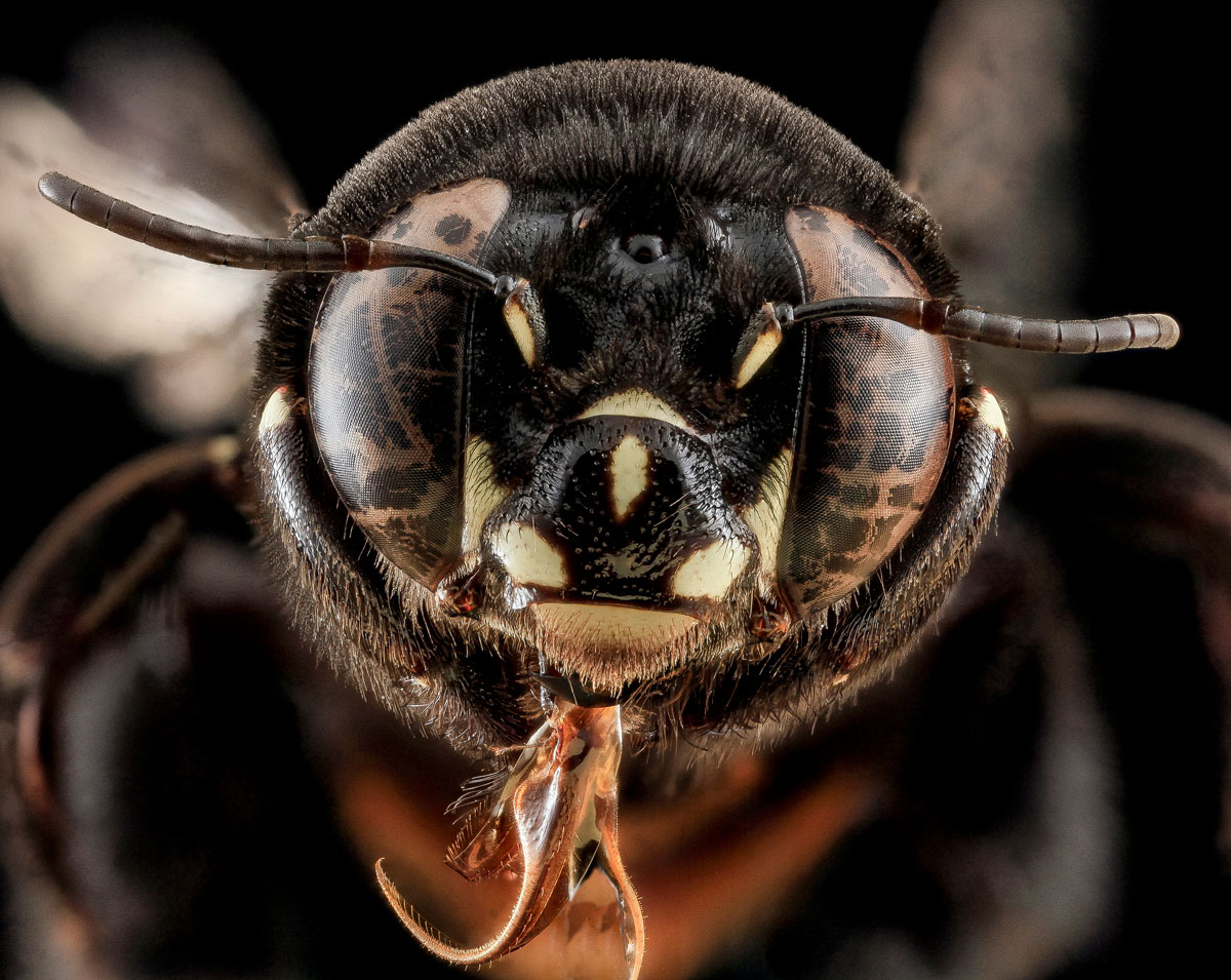 Close-Ups of Insect Eyes by usgs biml (7)