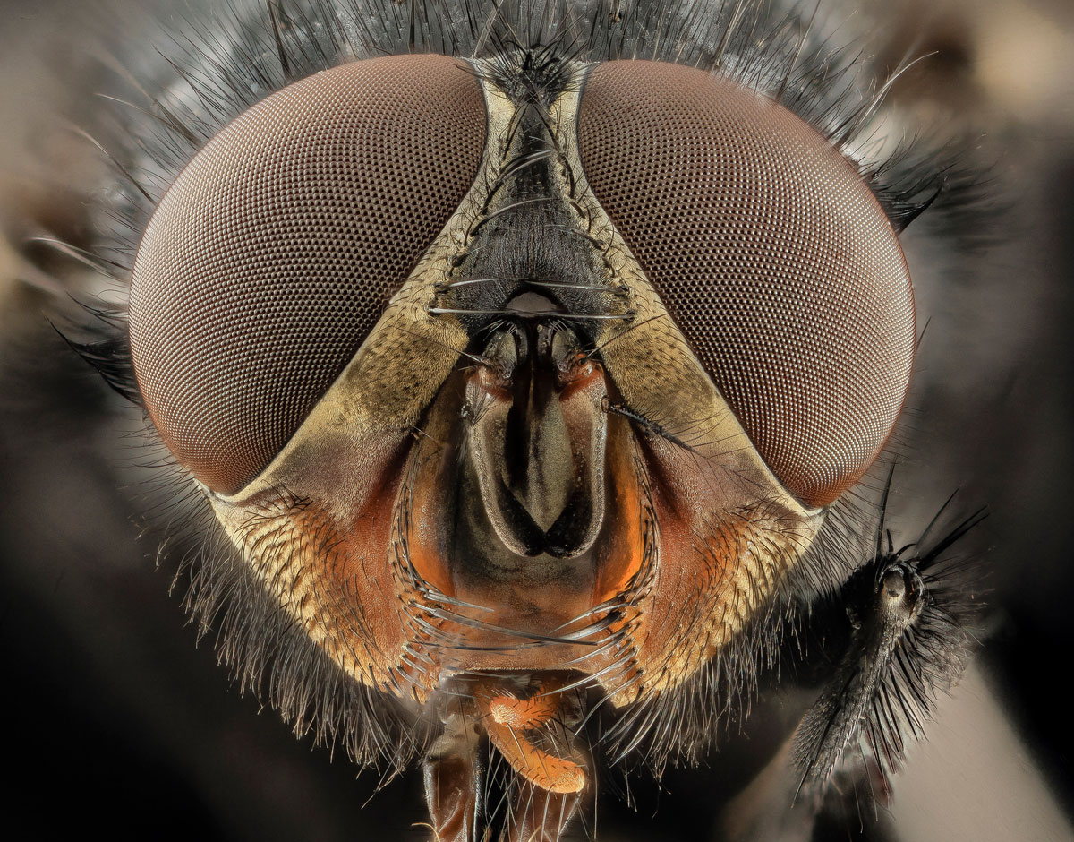 25 of the Best CloseUps of Insect Eyes You Will See » TwistedSifter