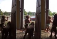 Watch This Toddler and Dog Greet Dad After a Long Day of Work