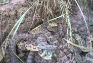 Guy Drops GoPro Into Pit of Rattlesnakes and It Looks Terrifying