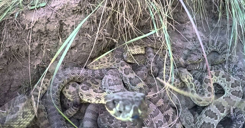 Guy Drops GoPro Into Pit of Rattlesnakes and It Looks Terrifying