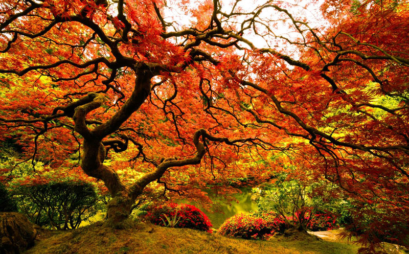 japanese maple tree portland Picture of the Day: Japanese Maple at the Portland Japanese Garden