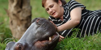 Separated at Birth, this Hippo Was Rescued and Raised by Human Parents
