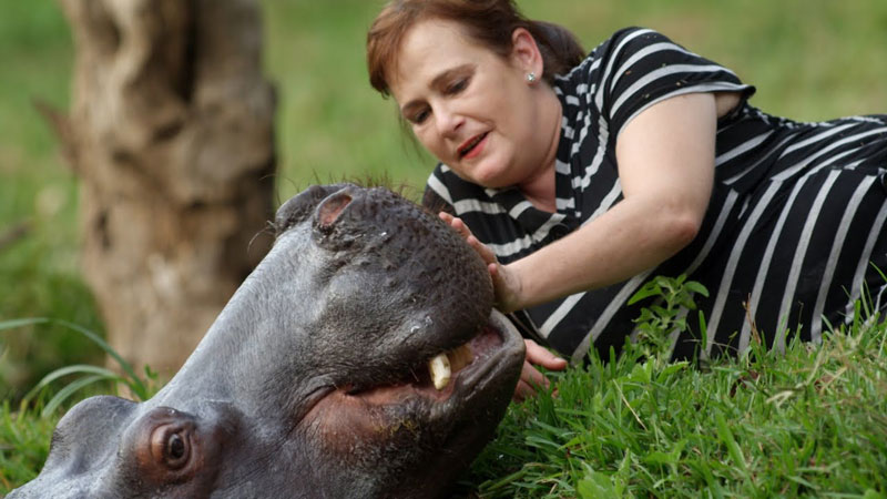 Separated at Birth, this Hippo Was Rescued and Raised by Human Parents