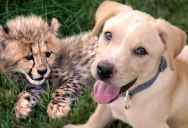 How a Cheetah Cub and Puppy Became Best of Friends