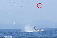 Orca Uses Tail to Launch Seal 80 ft Into the Air