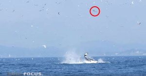 orca uses tail to launch seal 80 ft into air orca uses tail to launch seal 80 ft into air