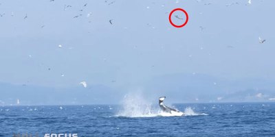 Orca Uses Tail to Launch Seal 80 ft Into the Air