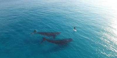 4K Paddleboarding With Whales in Australia