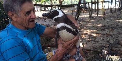 Penguin Rescued from Oil Spill Returns Each Year to Visit His Friend