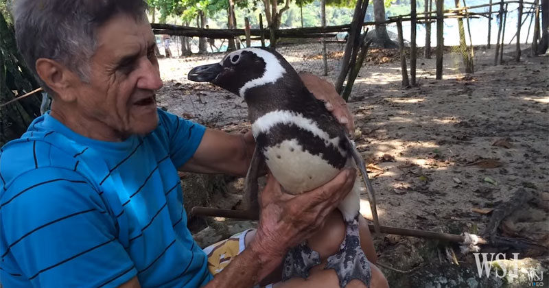 Penguin Rescued from Oil Spill Returns Each Year to Visit His Friend