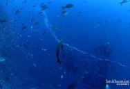 Video: Pufferfish Get Caught in Underwater Vortex