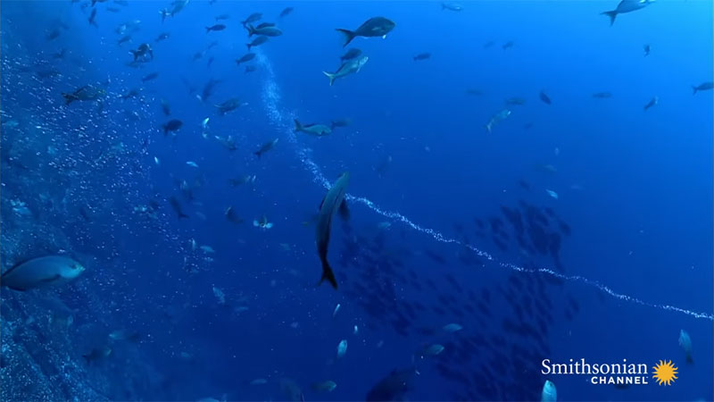 Video: Pufferfish Get Caught in Underwater Vortex