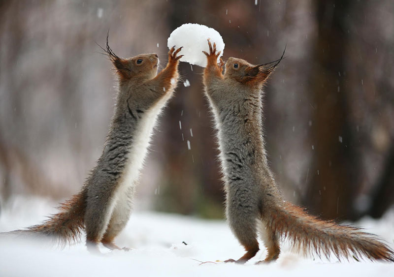 squirrel snowball fight photos by vadim trunov (2)