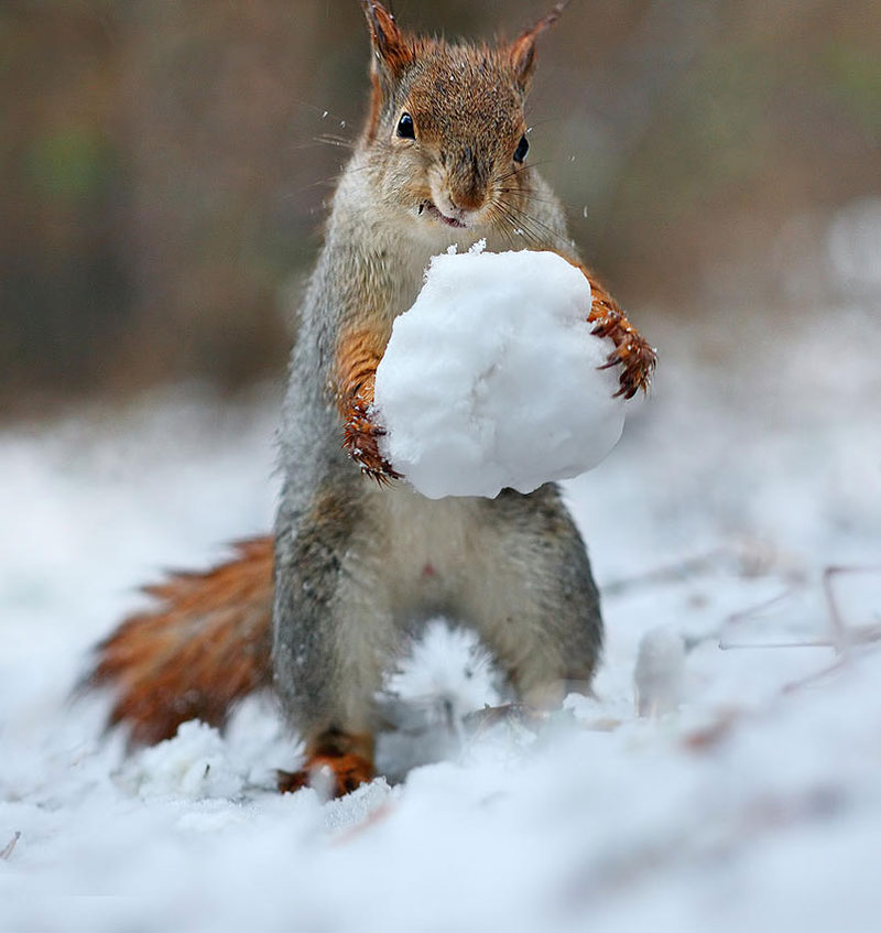 squirrel snowball fight photos by vadim trunov (3)