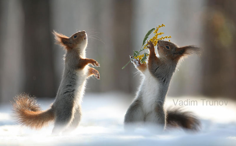 squirrel snowball fight photos by vadim trunov (6)