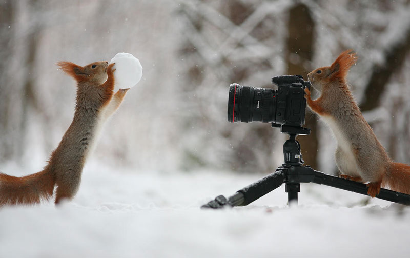 squirrel snowball fight photos by vadim trunov (7)