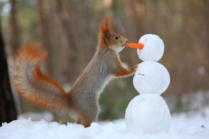 squirrel snowball fight photos by vadim trunov 8 squirrel snowball fight photos by vadim trunov (8)