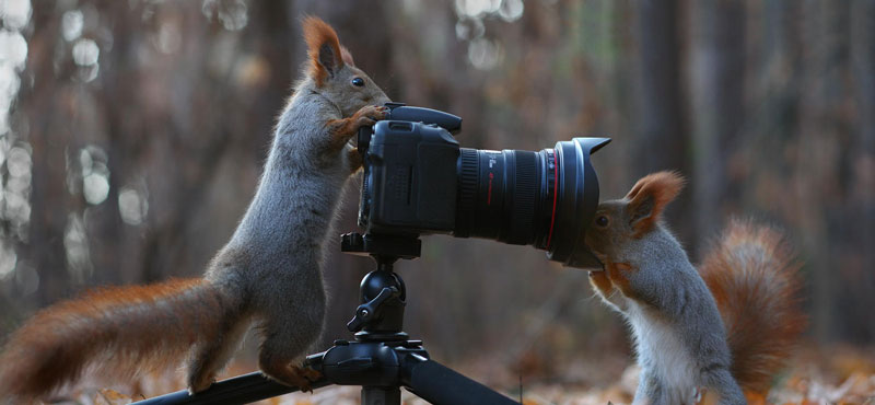 squirrel snowball fight photos by vadim trunov (9)