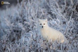 26 White Fox