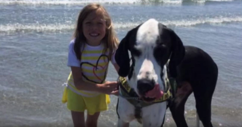 The Touching Story of Bella and Her Great Dane George