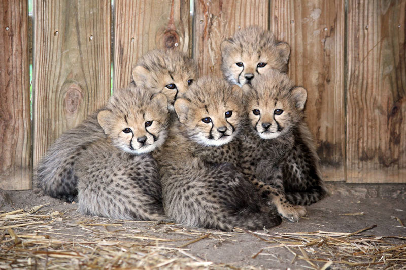 Picture of the Day: 5 Little Cheetah Cubs