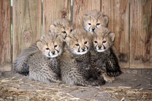 cheetah cubs metro richmond zoo1 cheetah cubs metro richmond zoo