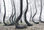 There’s a Forest in Poland with Crooked Trees and Nobody Knows Why