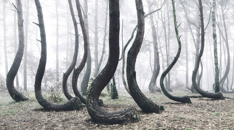 There’s a Forest in Poland with Crooked Trees and Nobody Knows Why