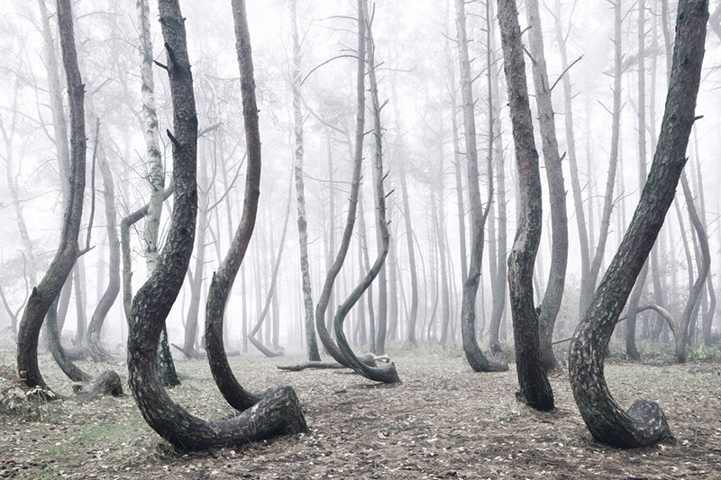 crooked forest in poland by Kilian Schoenberger (2)